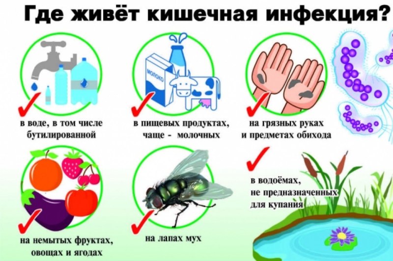 Пути заражения кишечными инфекциями