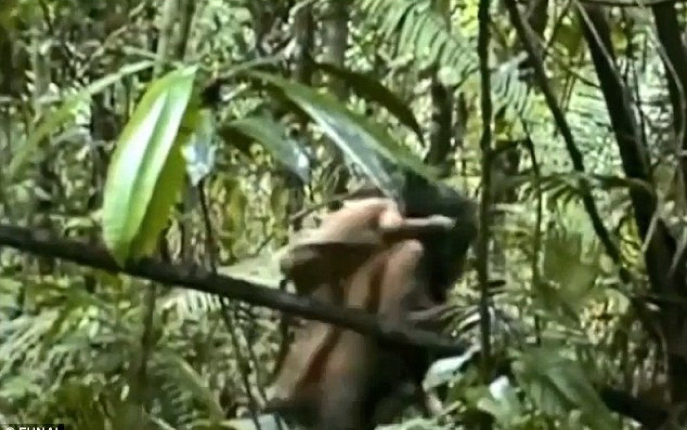 порно в джунглях с дикой фото 54