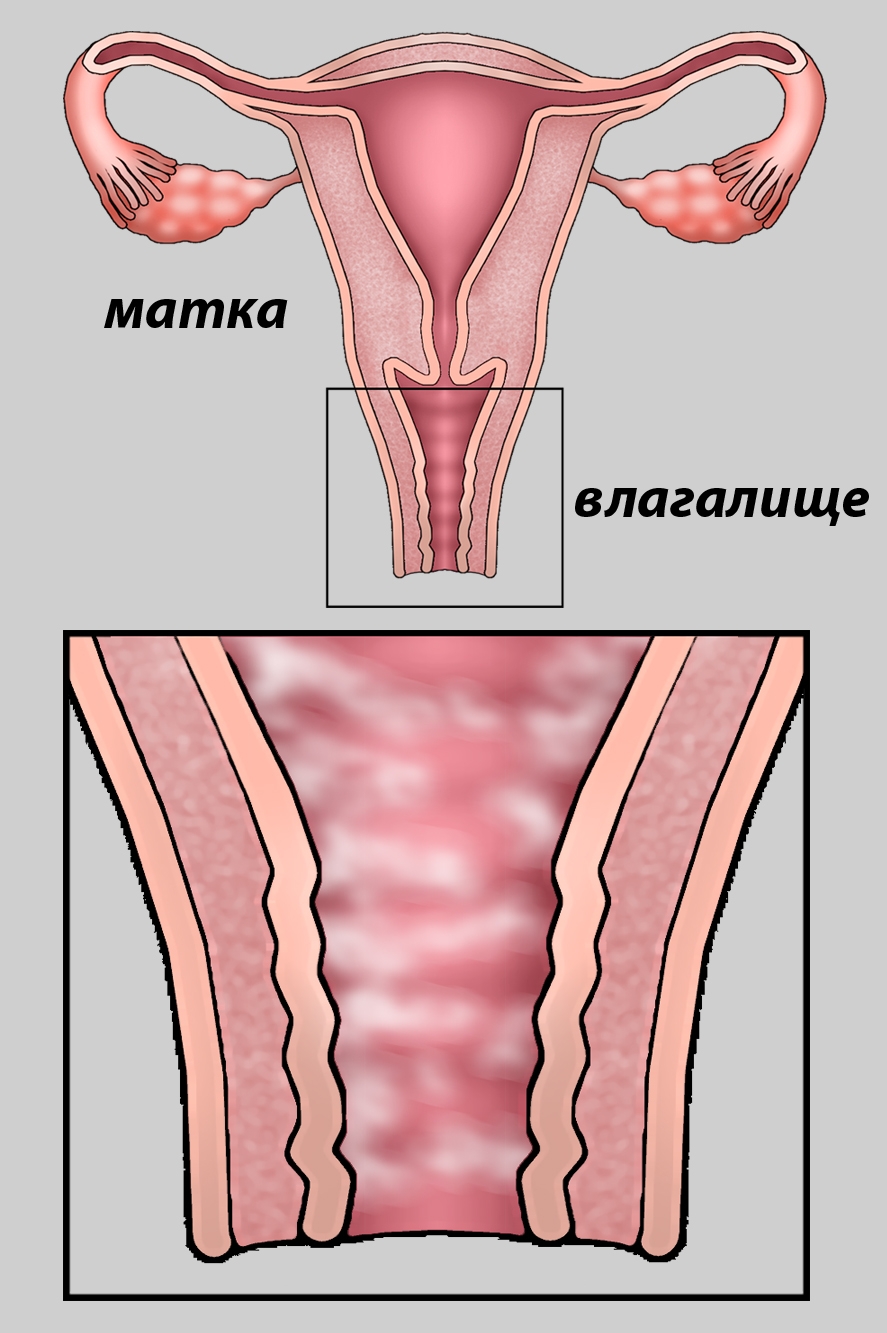 Мышца Леватор Ани у женщин
