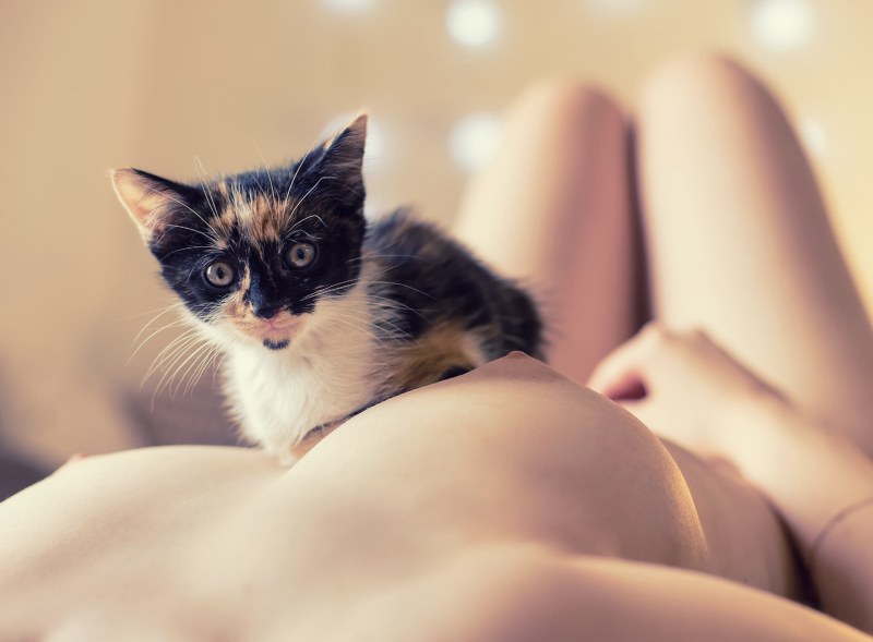 Аниме девушки кошки хентай