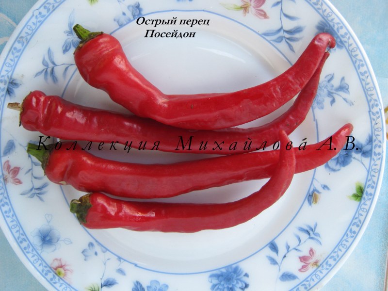 Острый перец Посейдон