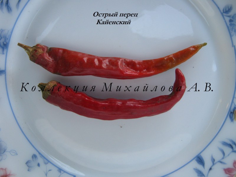 Кайенский перец глубина корней