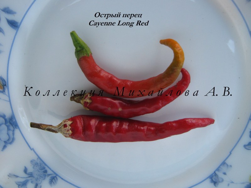 Перец Серрано описание