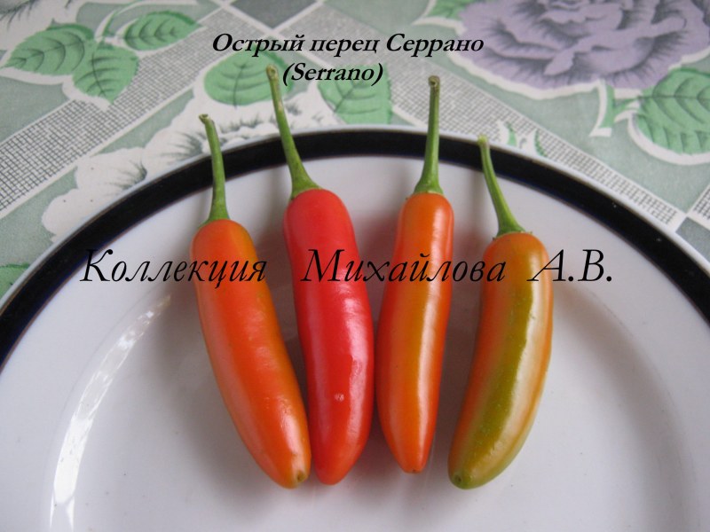 Острый перец армянский аджика