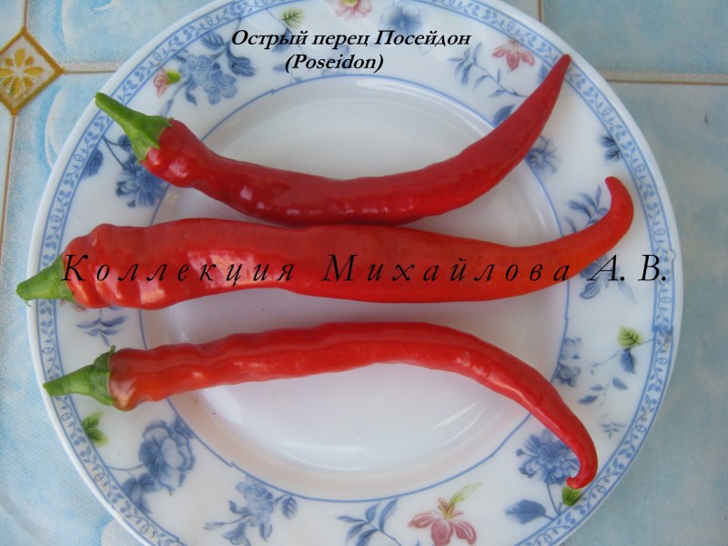 Острый перец Посейдон