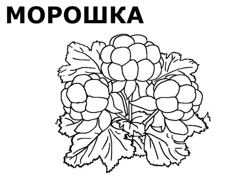 Морошка раскраска для детей