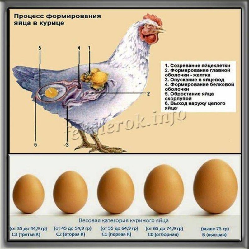 Миссис Фрекен бок
