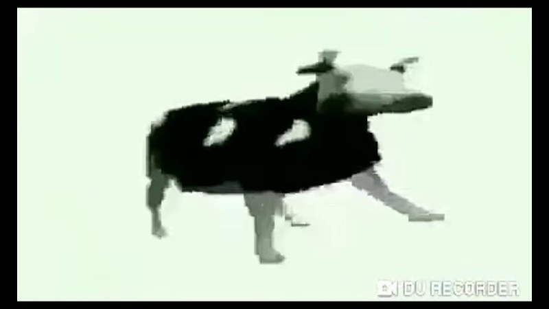 Польская корова флексит