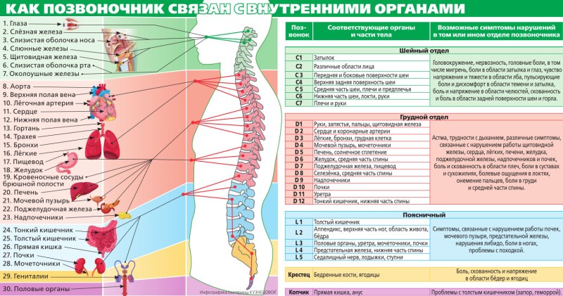 Схема связи позвоночника с внутренними органами
