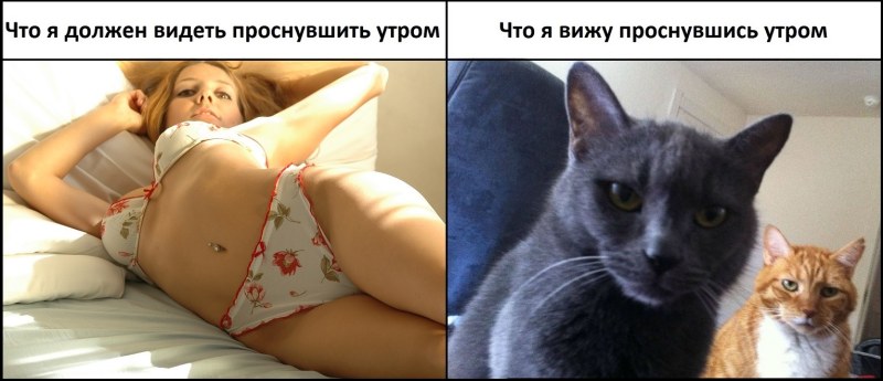 Киска человека